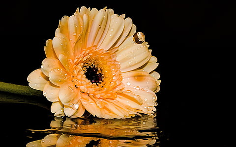 yellow flower on water