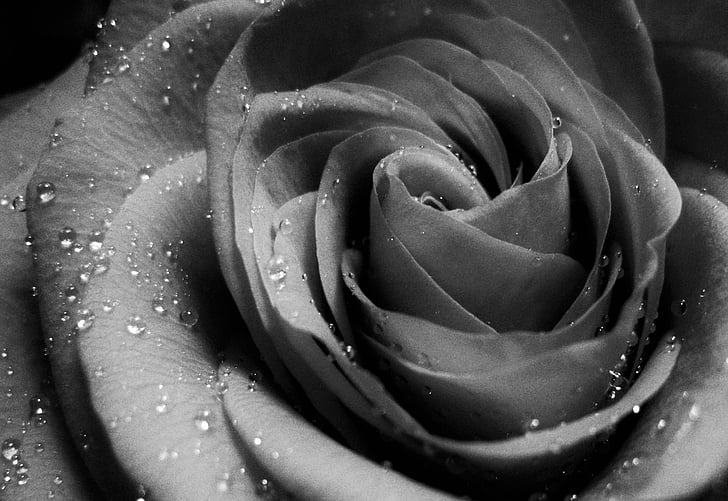 grayscale and macro photography of a flower