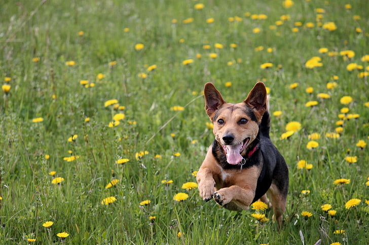 brown and black dog running on yellow flowers during daytime
