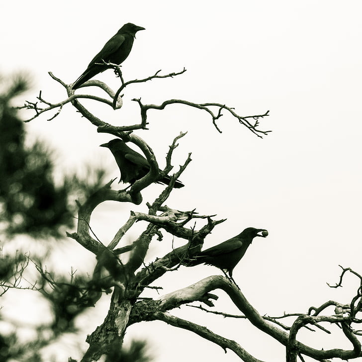 three black bird on tree