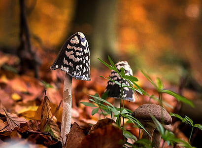close-up photography of three mushrooms outdoor