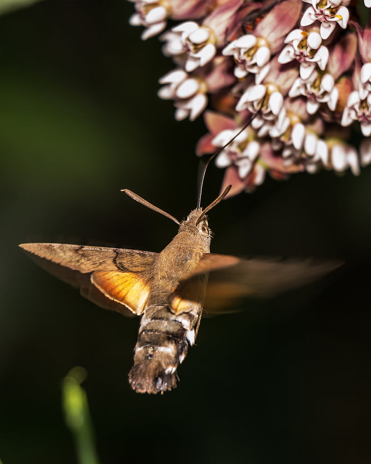 brown hummingbird moth under white flower