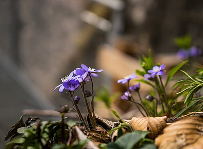 selective focus photography of purple hepatica flower