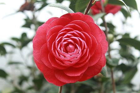 closeup photography of red camellia flower