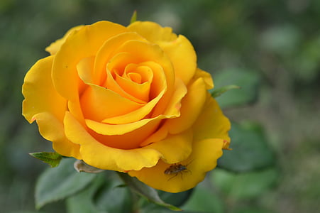 yellow rose closeup photography