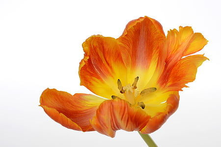 closeup photo of yellow and orange tulip in bloom