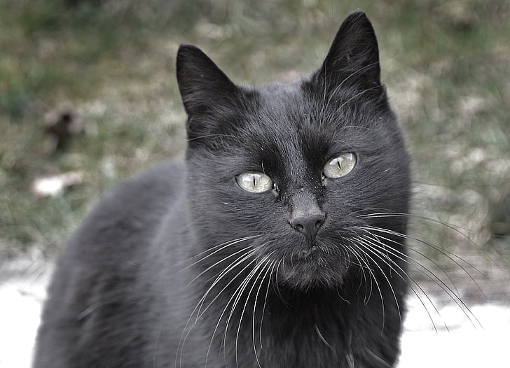 macro shot of black cat