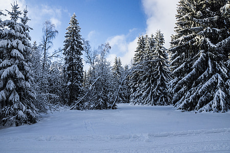 trees covered with snow during daytime
