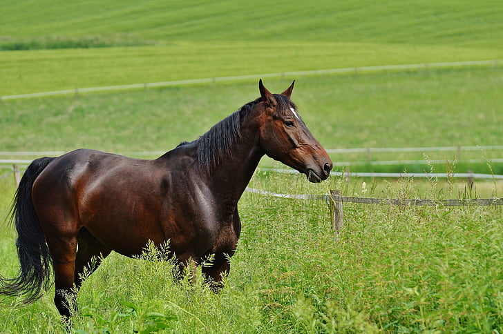 brown horse on grass field