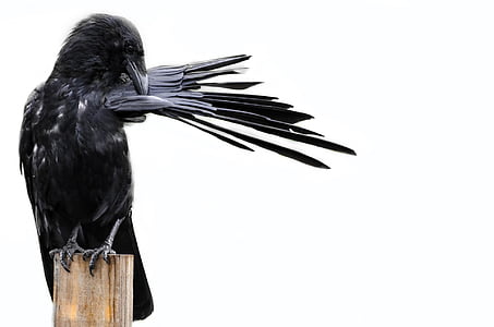 black raven on brown wooden plank