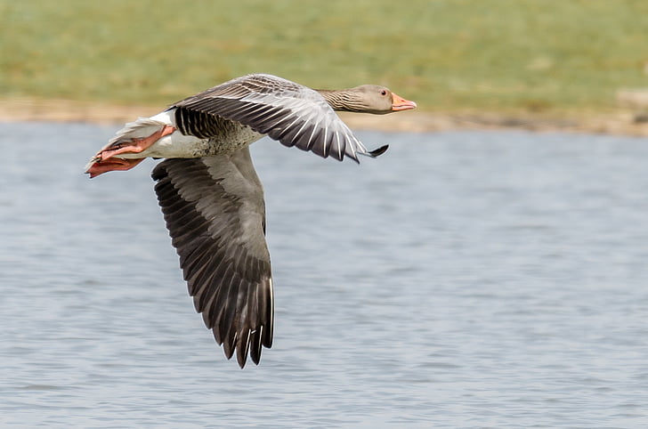 white and gray duck flying midair