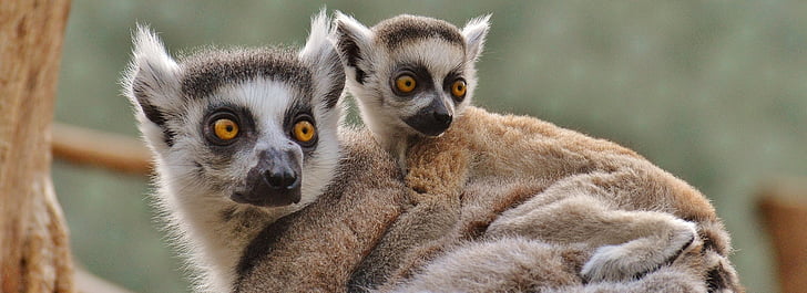 two brown lemurs