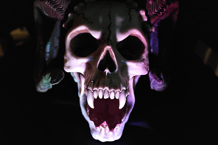 close up photo of skull