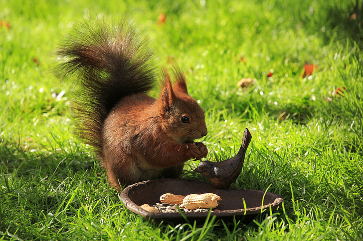 brown squirrel eating nuts