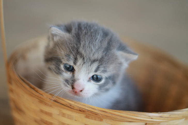 silver tabby kitten in basket