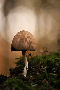shallow focus photography of gray mushroom during daytime