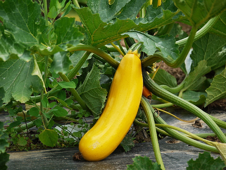 yellow vegetable on gray soil