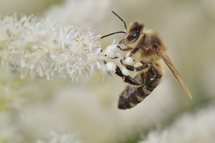 selective focus phot oof honeybee perching on white cluster flower