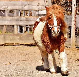 white and brown horse during daytime