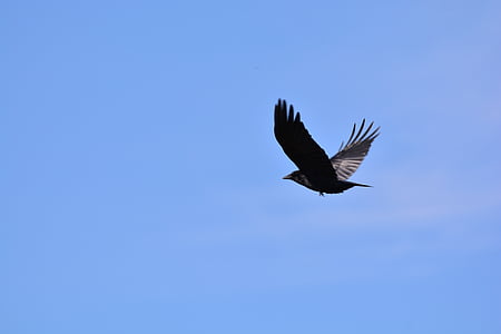 black bird flying at sky