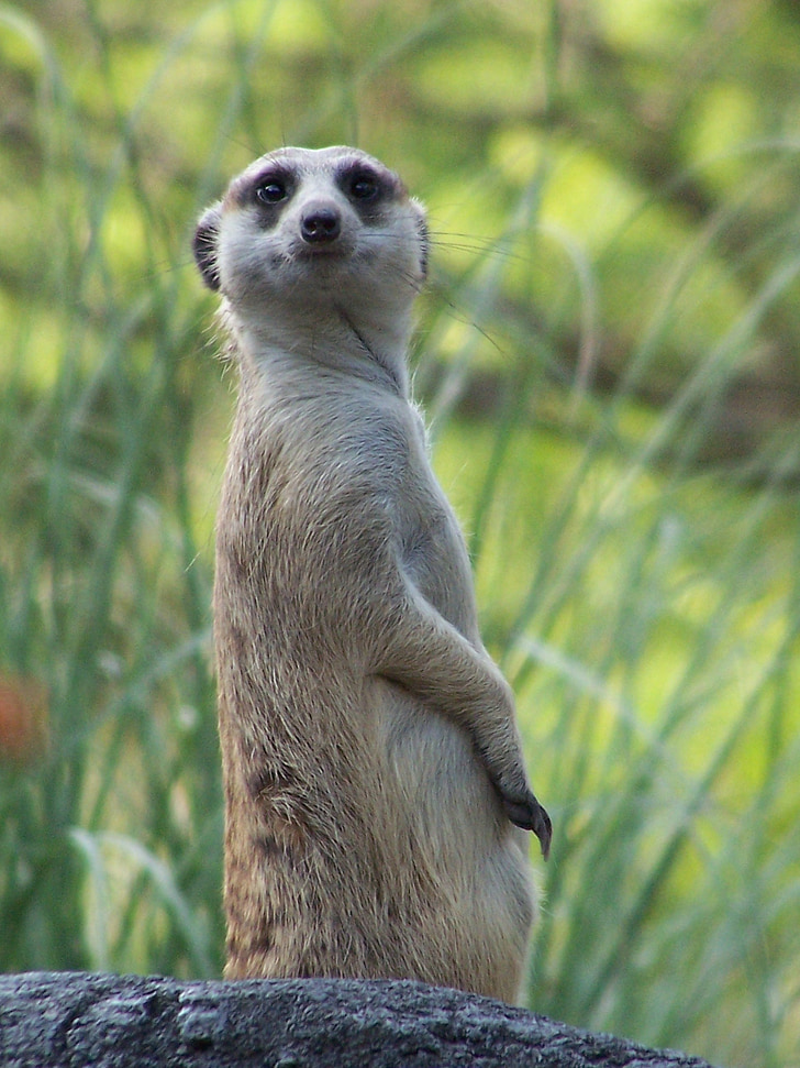 standing meerkat during day