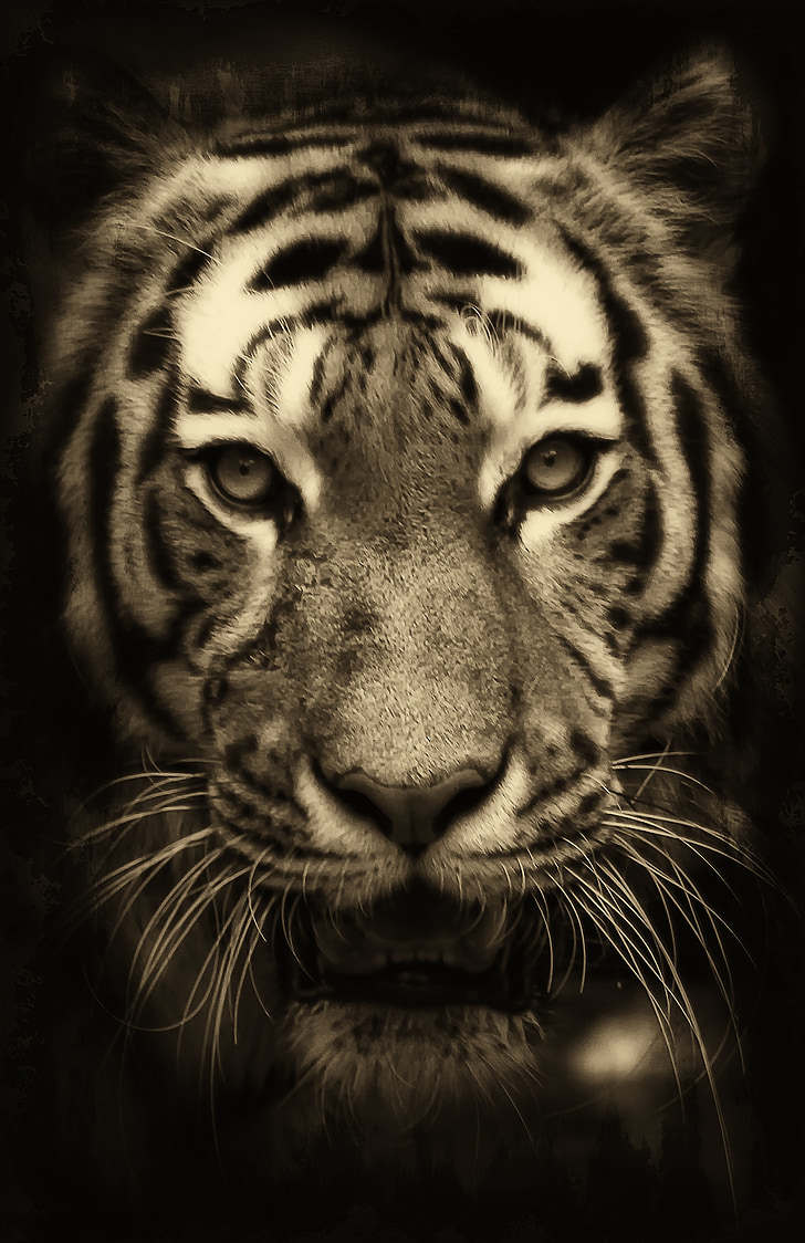 tiger, africa, purry, zoo, predator, wildlife