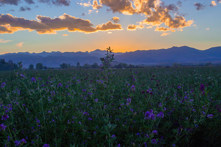 purple flower field during golden hour