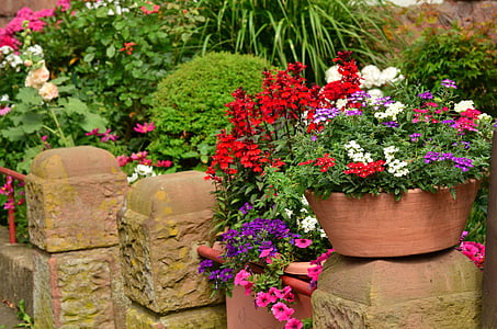 potted white, red, and purple petaled flowers