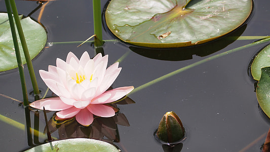 pink water lily on water