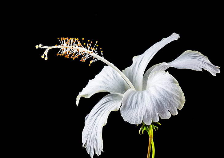 close up photo of white hibiscus flower in bloom with dark background