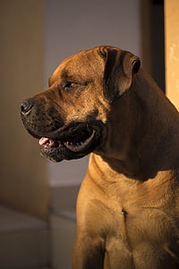 closeup photo of broholmer dog