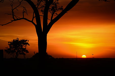 silhouette of a tree during sunset