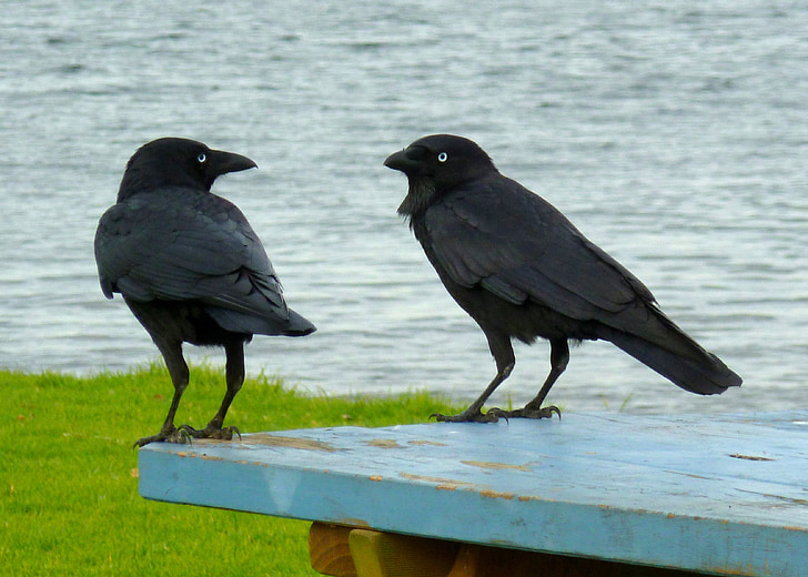 two black ravens on blue wooden table near body of water at daytime