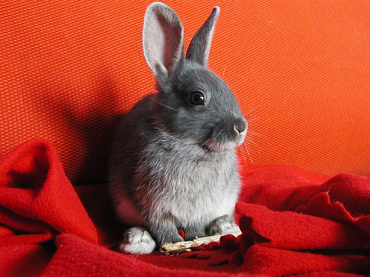 rabbit sitting on red textile