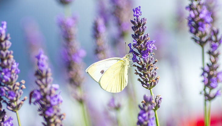selective focus photo of sulfur butterfly perched on lavender flower
