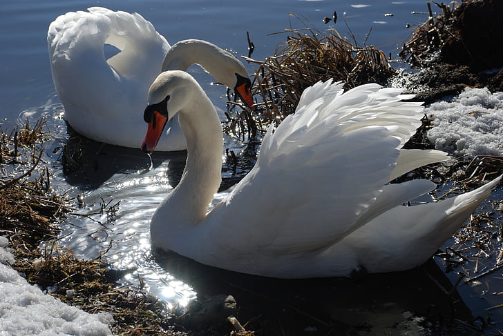 two white swans floating on body of water during daytime