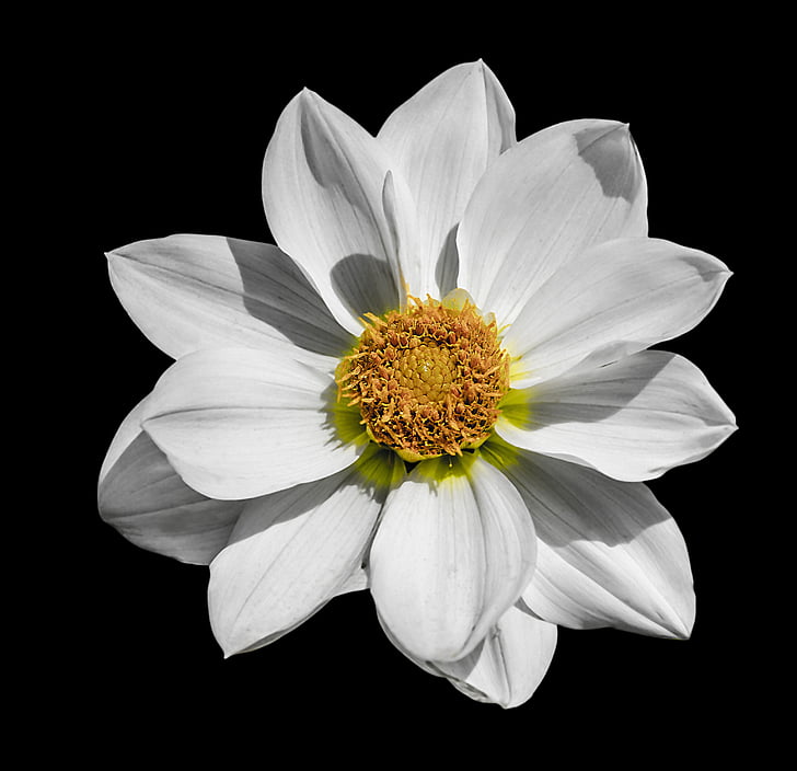 closeup photography of white single-petaled dahlia flower