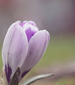 selective focus photography of purple crocus flower