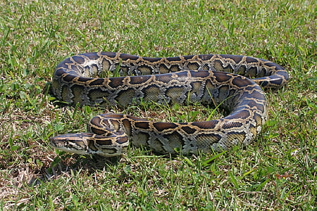 gray and brown anaconda snake on green grass lawn