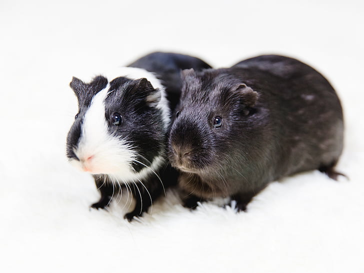 two white-and-black guinea pigs on white surface