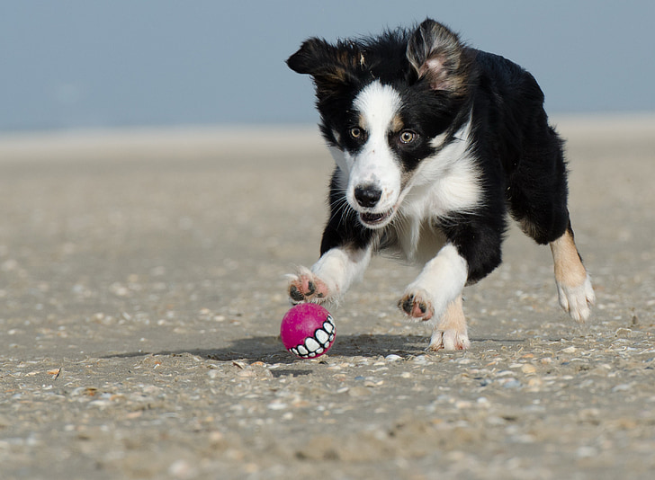 black and white border collie puppy playing pink ball at daytime