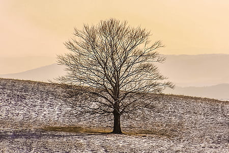 landscape photography of bare tree on grass plains