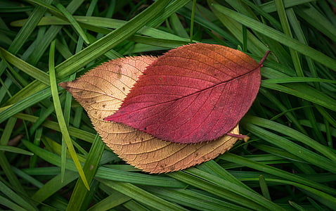 two leaves