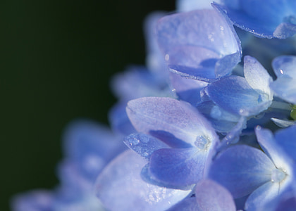 macro photo of purple hydrangea flowers with dew drops