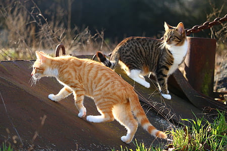 short-haired orange and brown cats on brown metal board