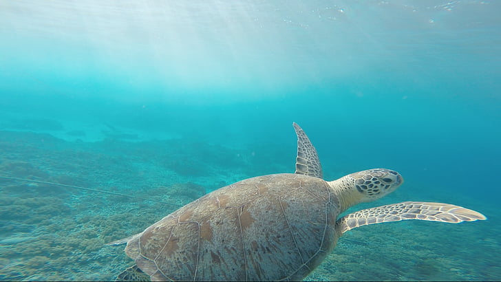 wide angle shot of sea turtle in water