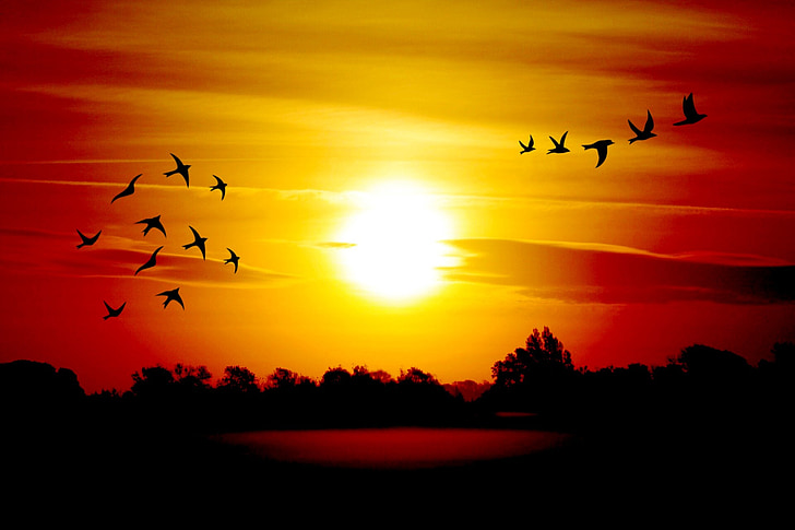 birds flying sunrise
