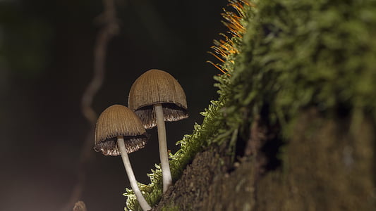 tilt shift focus of mushroom