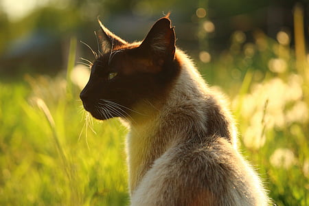 close up photography of siamese cat at the meadow