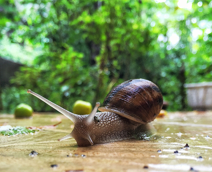 brown snail on floor